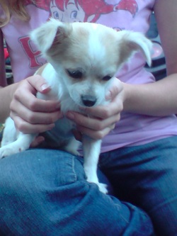 Maisie as a puppy